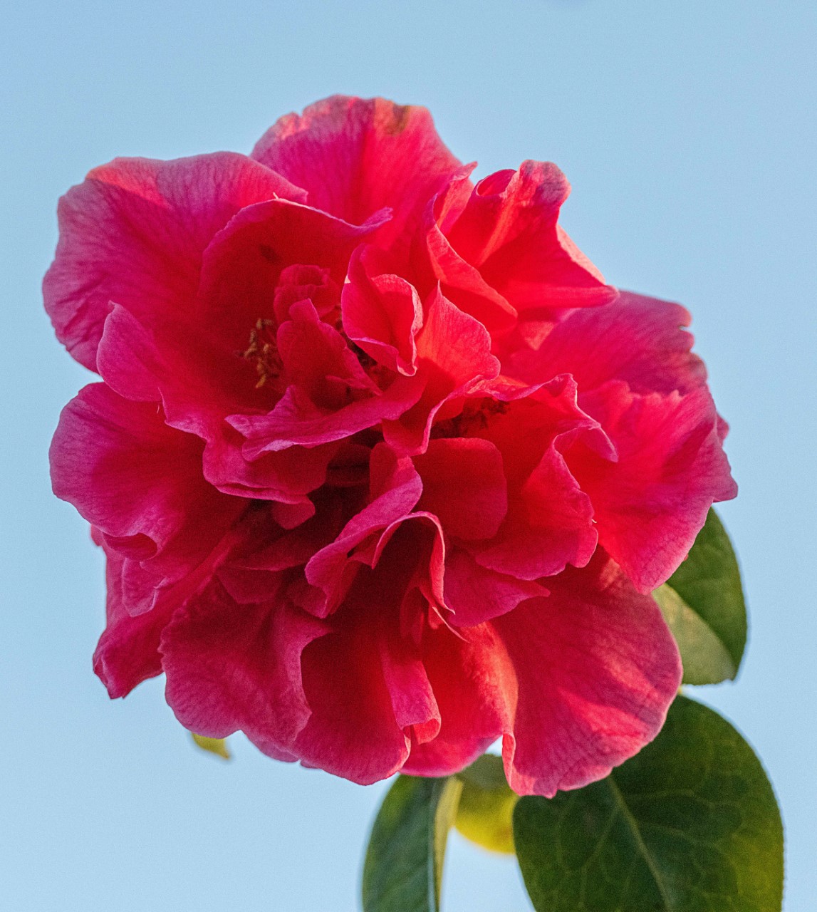 C. reticulata 'Arch of Triumph'